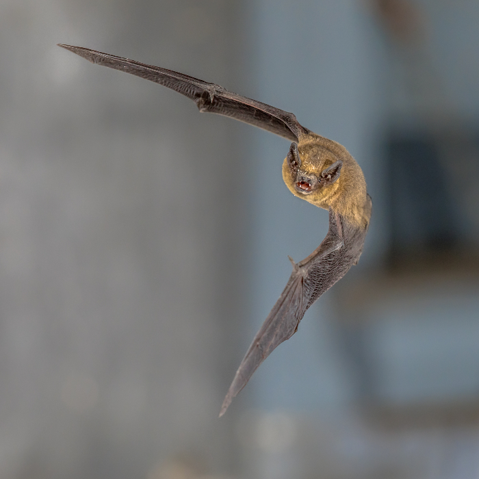 Pipistrelle bat in flight