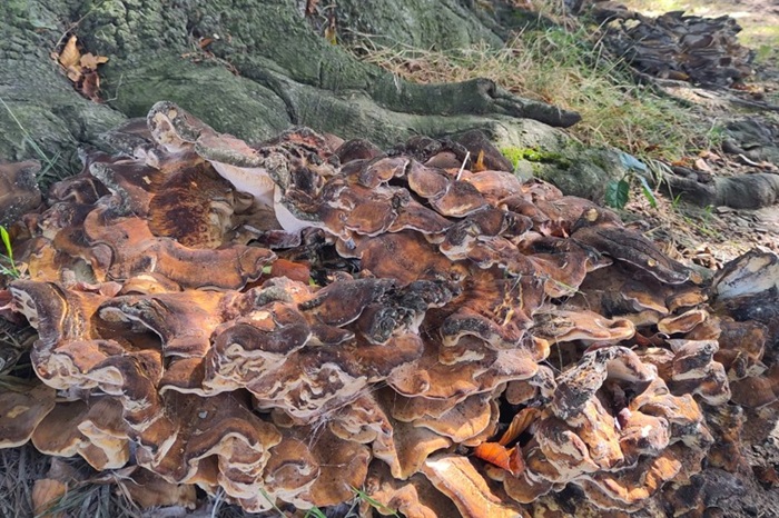Tree fungus
