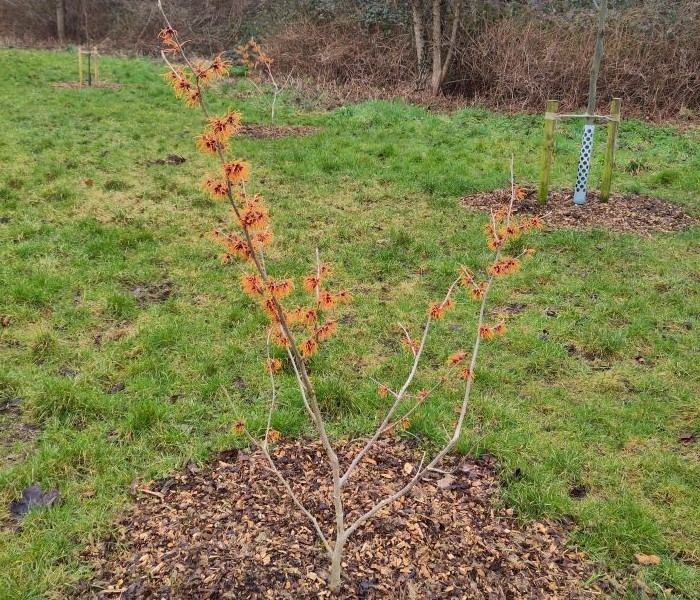 Witch Hazel in flower - a newly planted tree with orange flowers