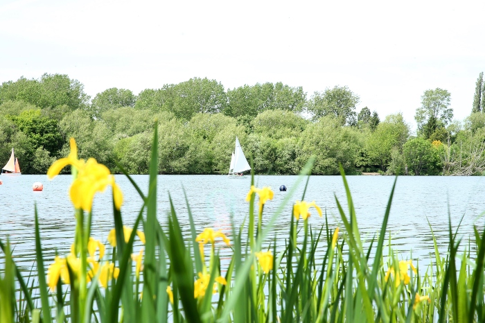 Boat on Bury Lake in Aquadrome. Yellow flowers in the foreground.