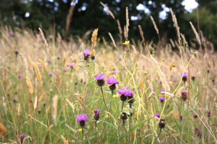 Purple wild meadow flowers
