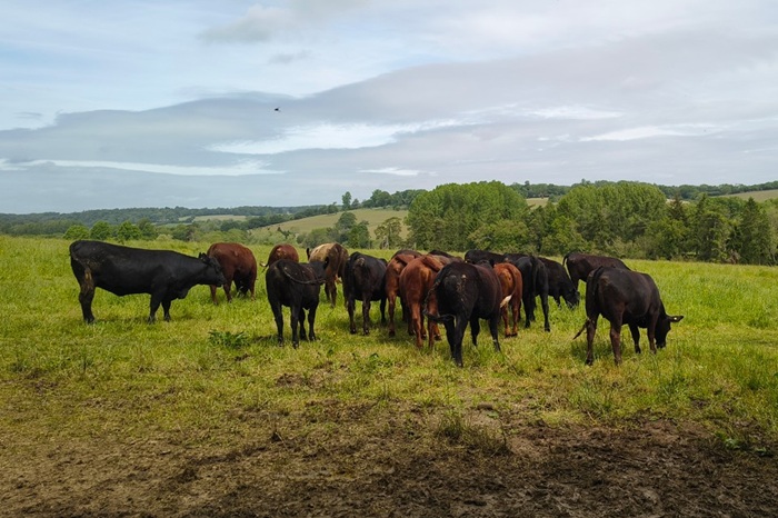 Cattle