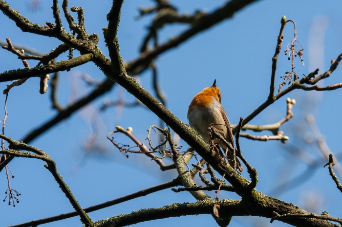Robin on a tree