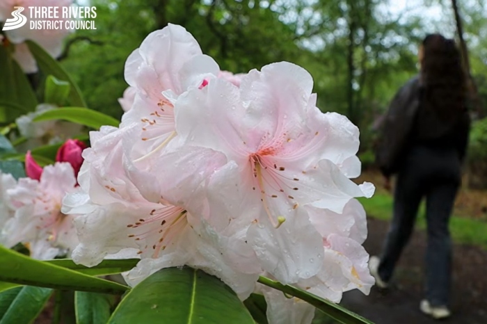 Francesca Cohen walking past a flower