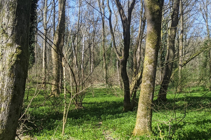 A group of trees