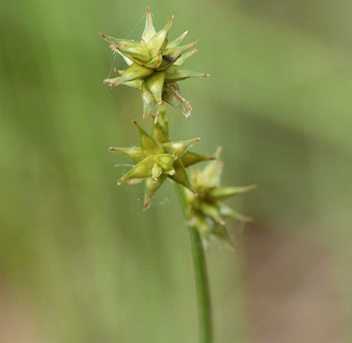 Three green Star Sedge on a stem